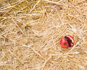 pomegranate